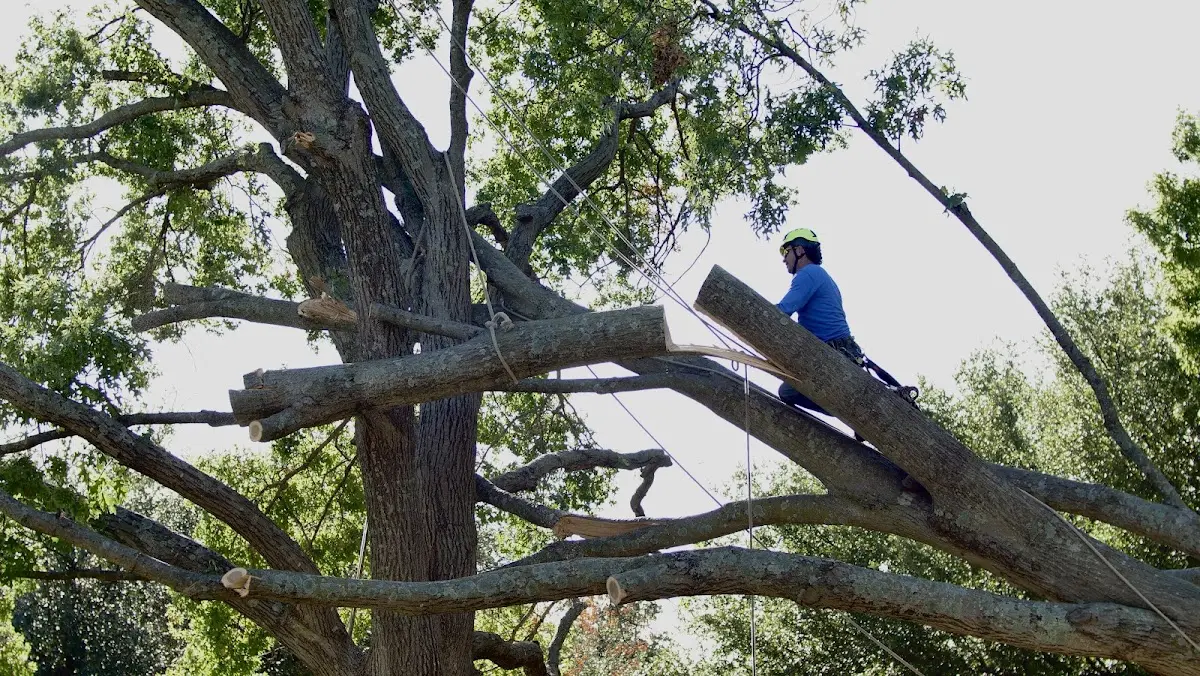 Professional Crown Thinning performed by certified arborists in Ages Brookside