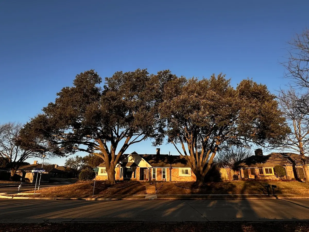 Established residential canopy tree shading a home in Ages Brookside
